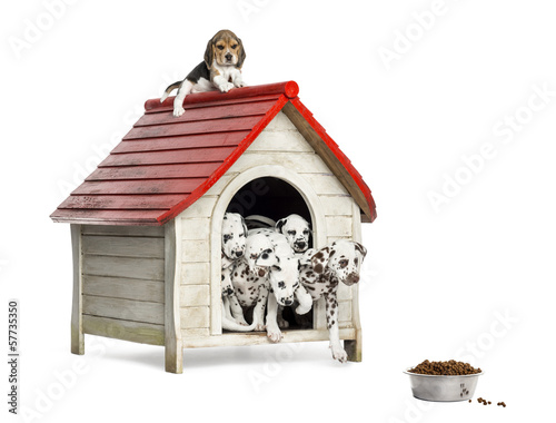 Quadro su tela Group of dog puppies playing with a dog kennel, isolated