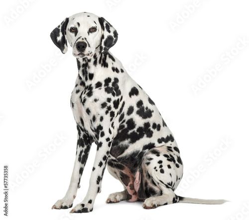 Dalmatian sitting, looking at the camera, isolated on white