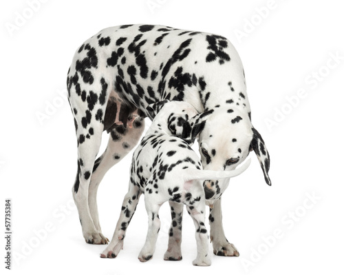 Dalmatian adult and puppy sniffing each other, isolated on white