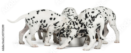 Group of Dalmatian puppies eating all together  isolated