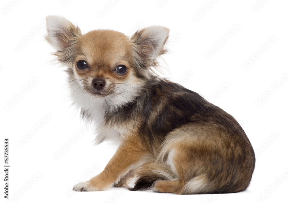Side view of a Chihuahua sitting, looking at the camera