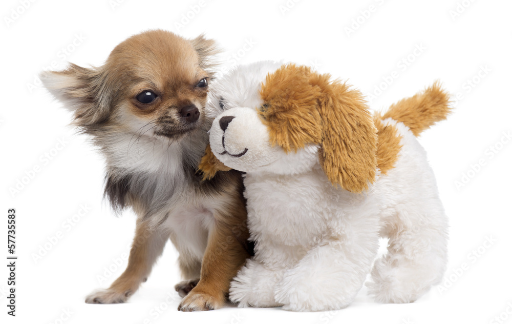 Chihuahua with teddy bear, isolated on white