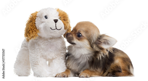 Fototapeta Naklejka Na Ścianę i Meble -  Chihuahua with teddy bear, isolated on white