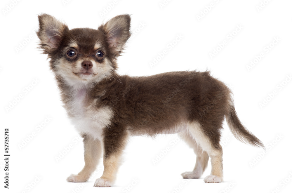 Side view of a Chihuahua standing, isolated on white