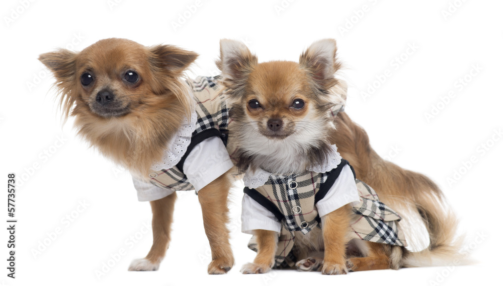 Two dressed up Chihuahuas next to each other, isolated on white Two dressed up Chihuahuas next to each other, isolated on white