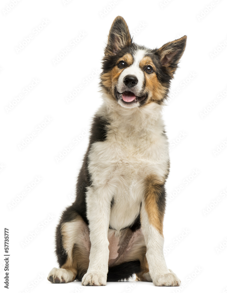 Border collie sitting and panting, isolated on white