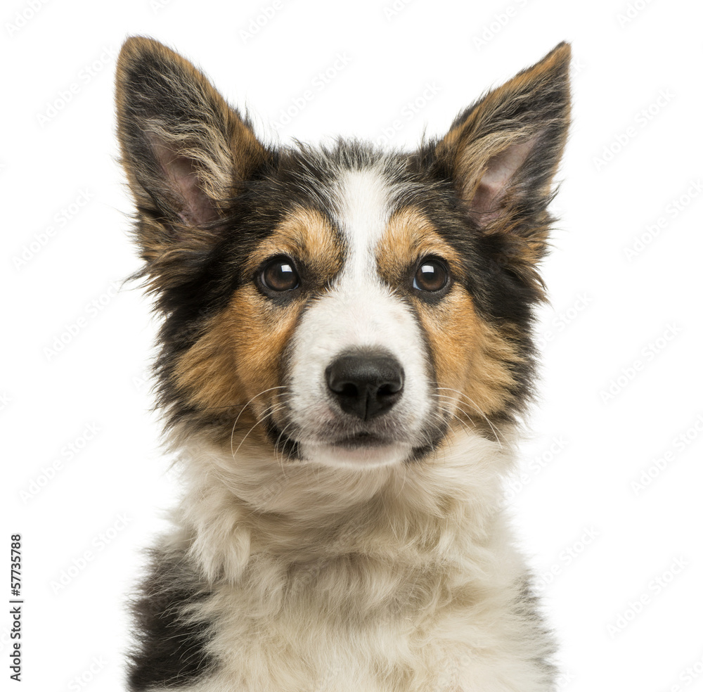 Close-up of a Border collie facing, isolated on white