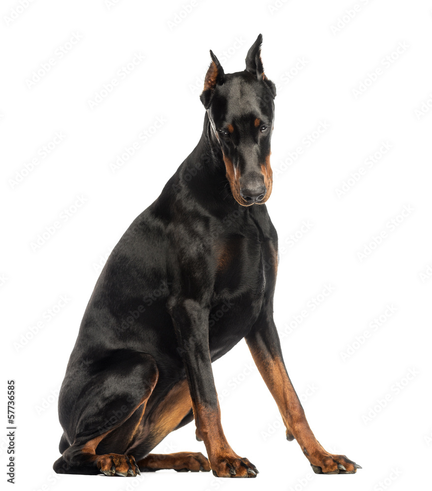 Doberman Pinscher sitting, looking down, isolated on white