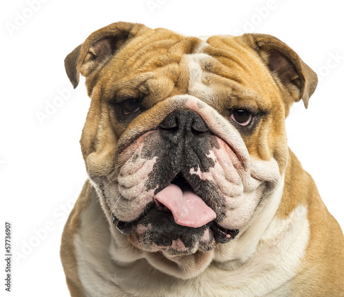 Close-up of an English Bulldog panting, isolated on white