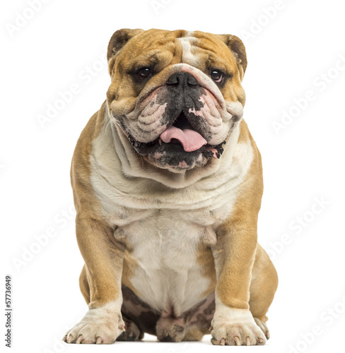 English Bulldog sitting, panting, isolated on white