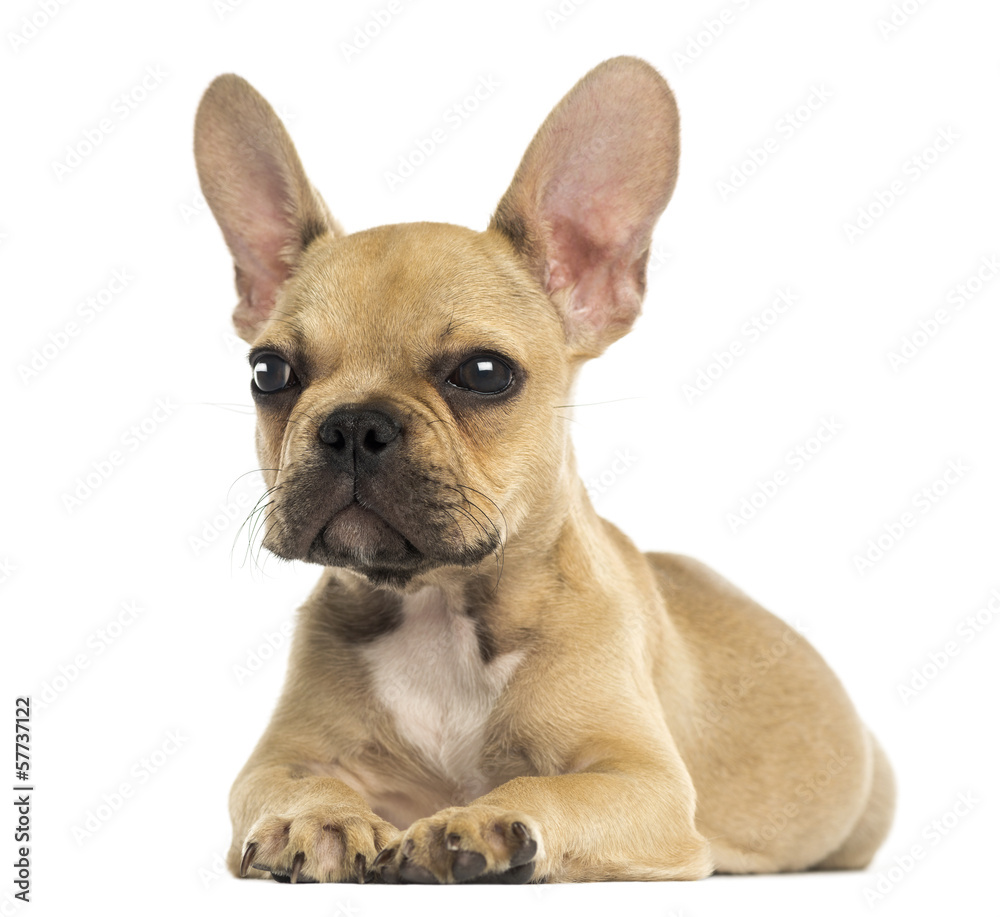 French Bulldog puppy lying down, isolated on white