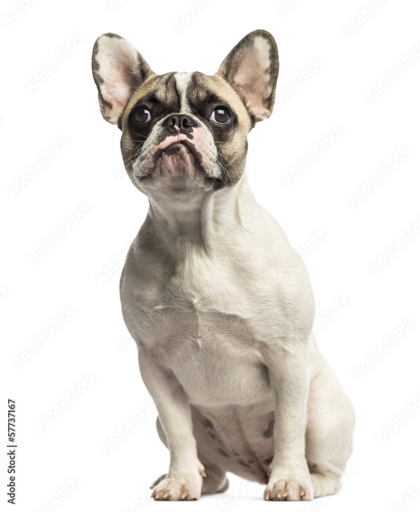 French Bulldog sitting, looking up, isolated on white