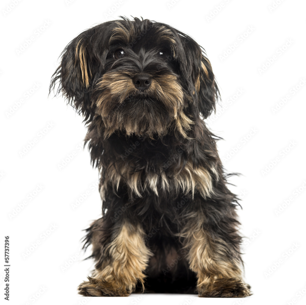 Yorkshire terrier puppy, sitting, facing, isolated on white
