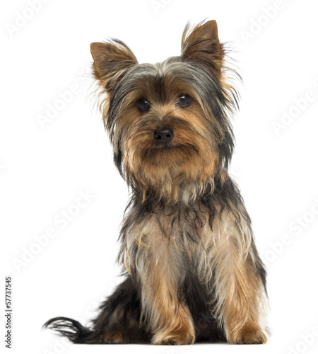 Yorkshire terrier sitting, looking at the camera, isolated