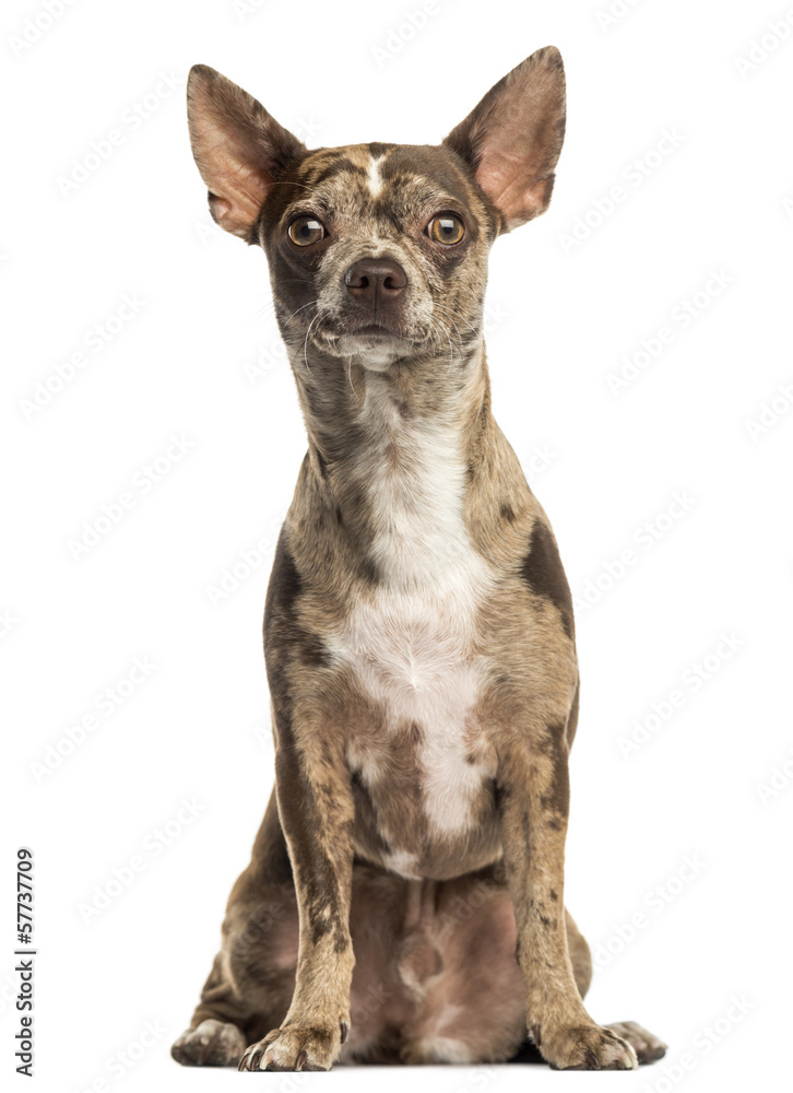Chihuahua Pinscher sitting, facing, isolated on white