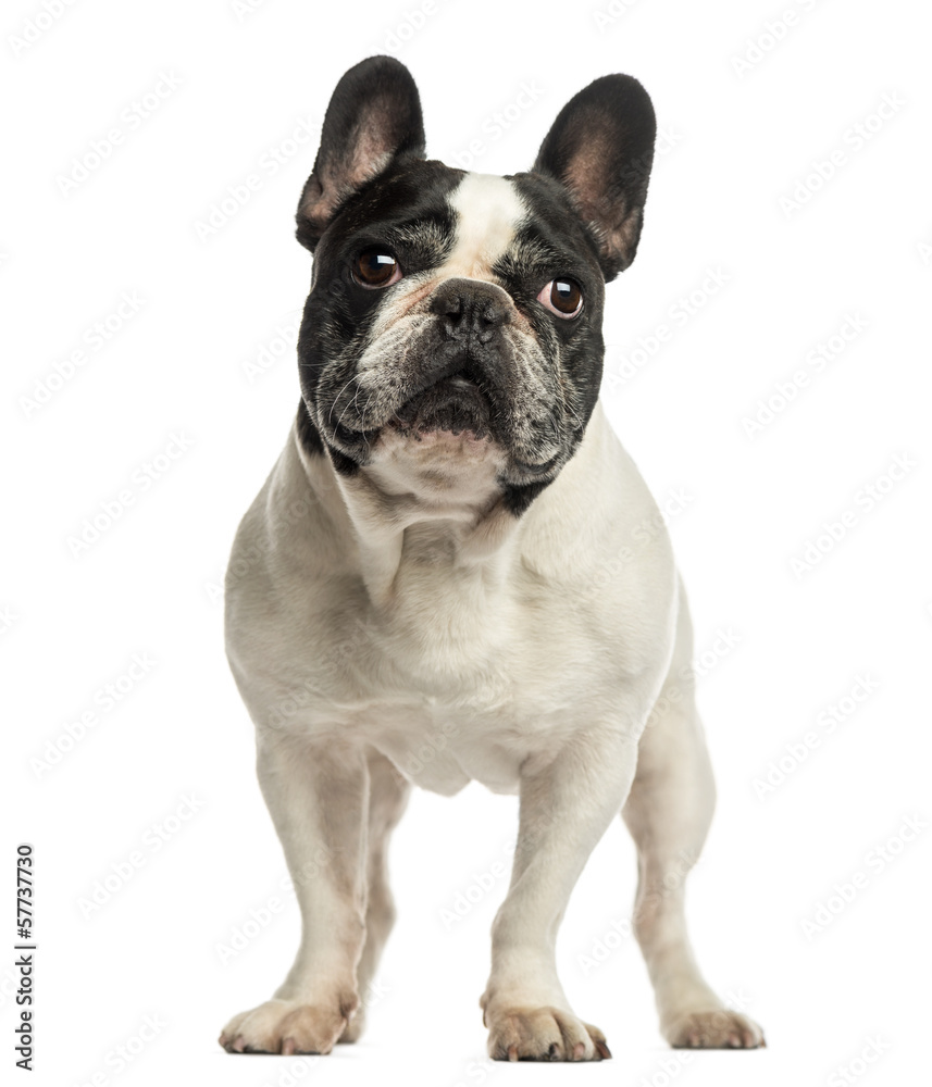 French Bulldog standing, looking up, isolated on white