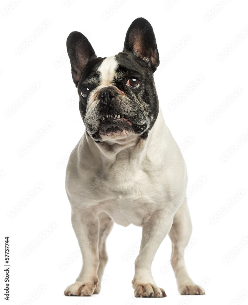 French Bulldog standing, looking up, isolated on white
