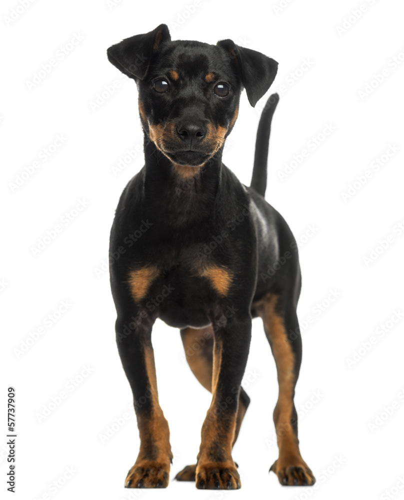 Pinscher standing, isolated on white