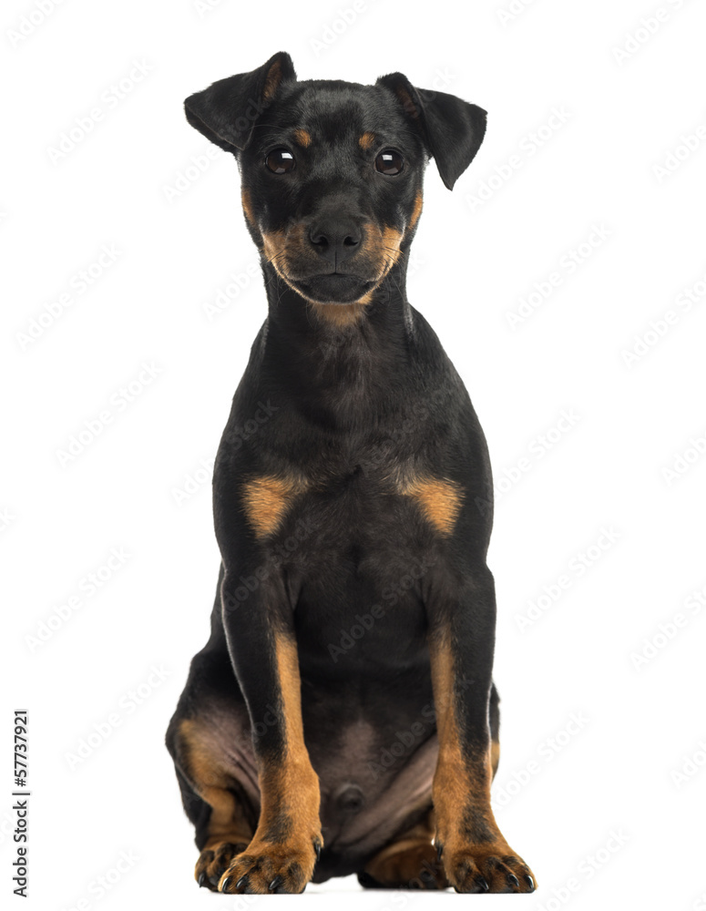 Pinscher sitting, looking at the camera, isolated on white
