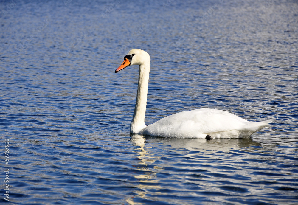 White swan White swan