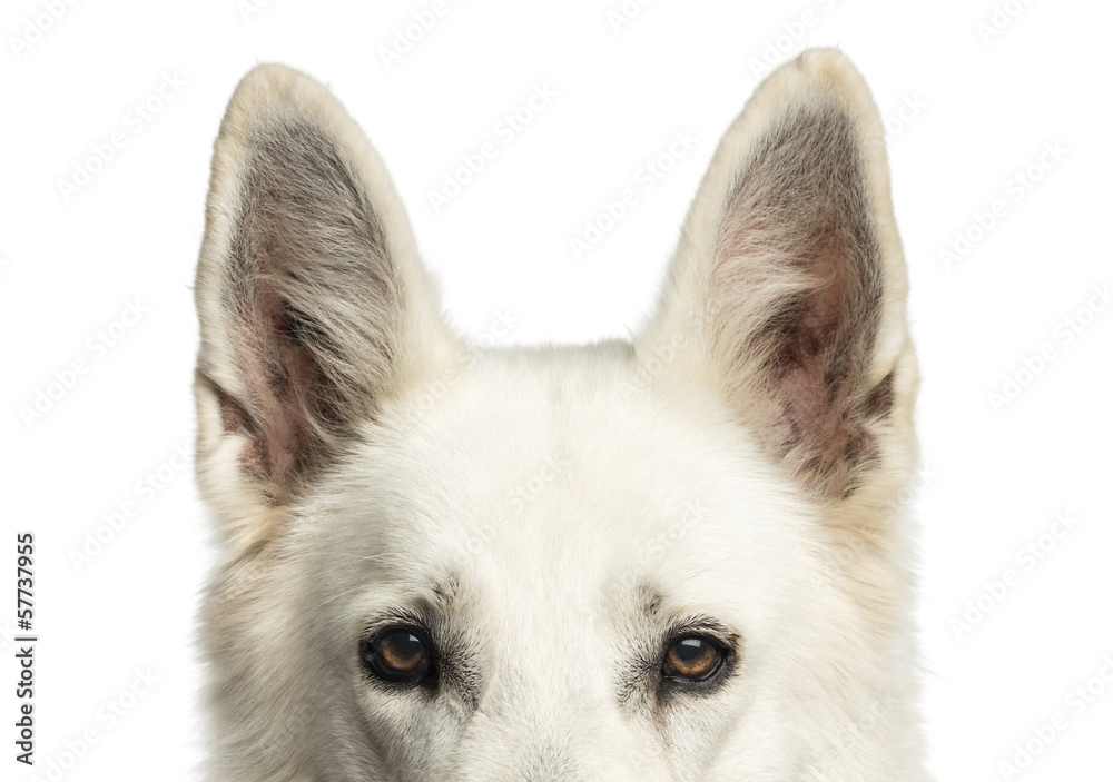 Close-up of a White Swiss Shepherd Dog's top of head, isolated