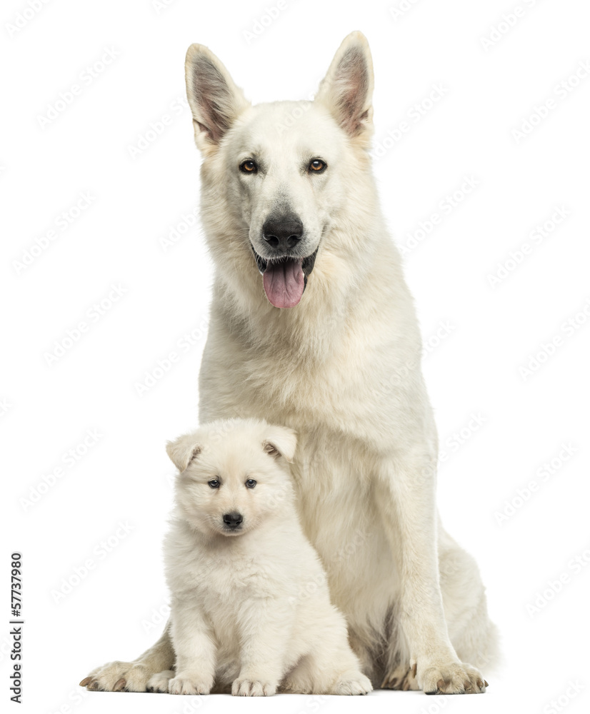 White Swiss Shepherd mom with puppy, isolated on white White Swiss Shepherd mom with puppy, isolated on white