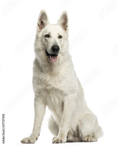 White Swiss Shepherd Dog sitting, panting, isolated on white