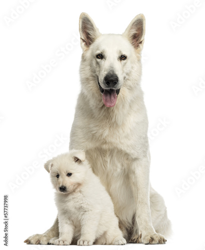 White Swiss Shepherd mom with puppy, isolated on white