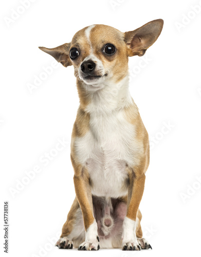 Chihuahua sitting, isolated on white