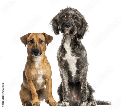 Fototapeta Naklejka Na Ścianę i Meble -  Brittany Briard crossbreed dog and Jack russel sitting together