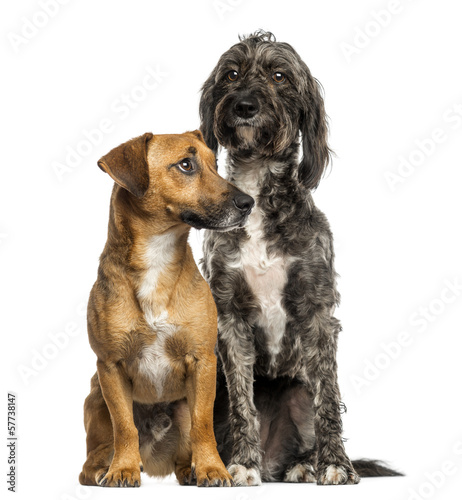 Brittany Briard crossbreed dog and Jack russel sitting together