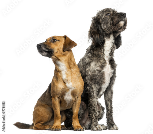 Brittany Briard crossbreed dog and Jack russel sitting together