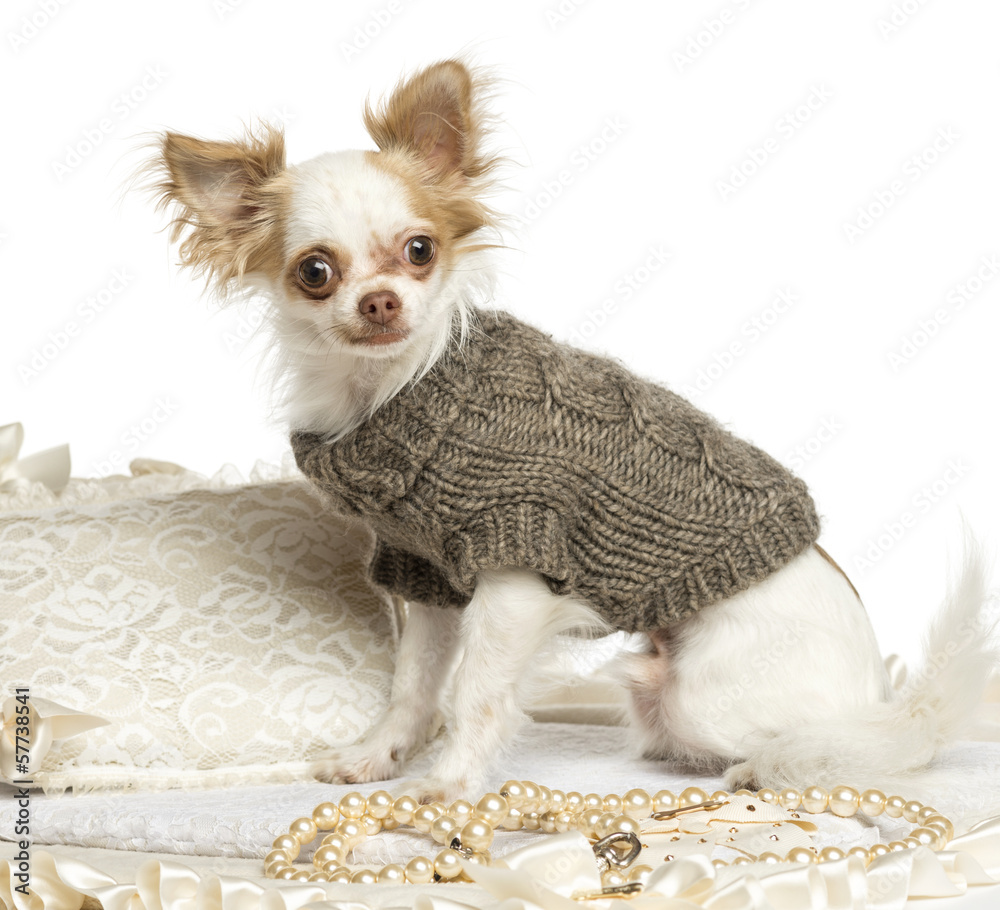 Dressed-up Chihuahua sitting on a carpet, isolated on white Dressed-up Chihuahua sitting on a carpet, isolated on white
