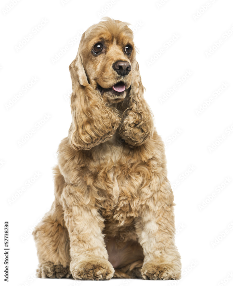 English Cocker Spaniel sitting, panting, isolated on white