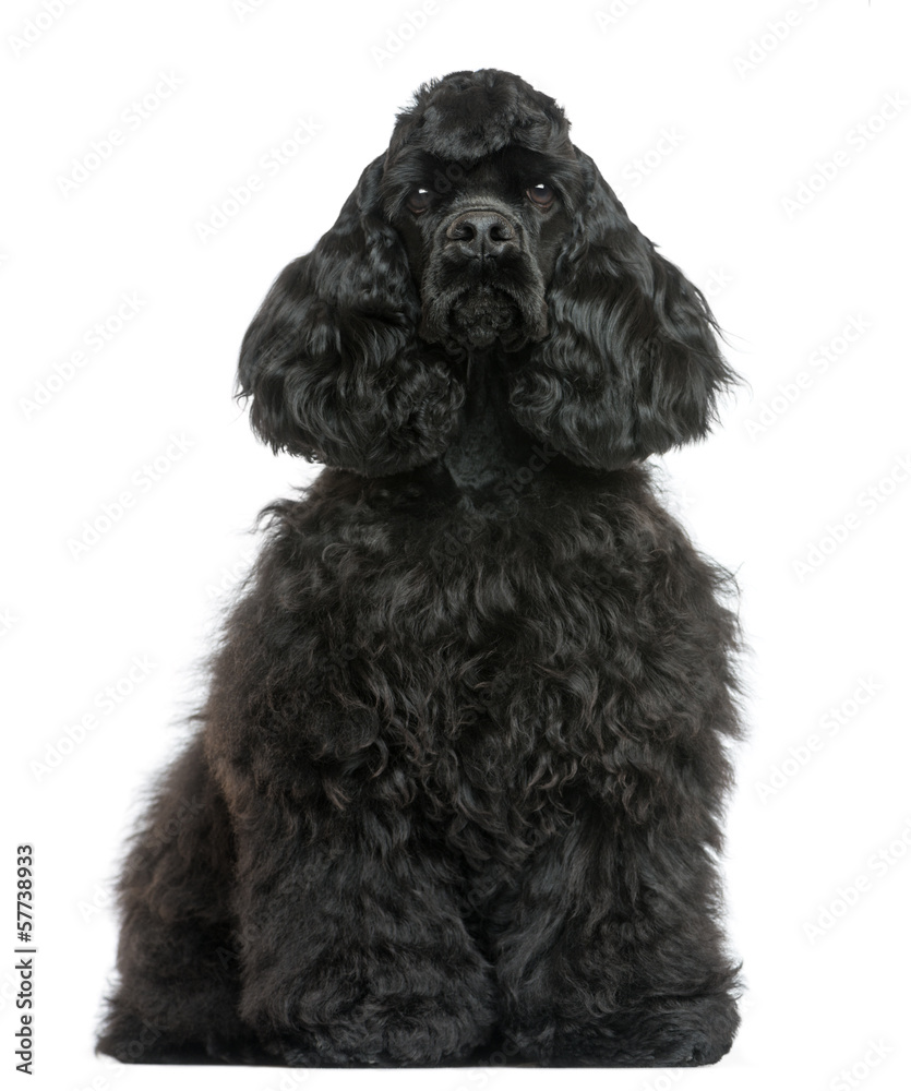 English Cocker Spaniel sitting, facing, isolated on white English Cocker Spaniel sitting, facing, isolated on white