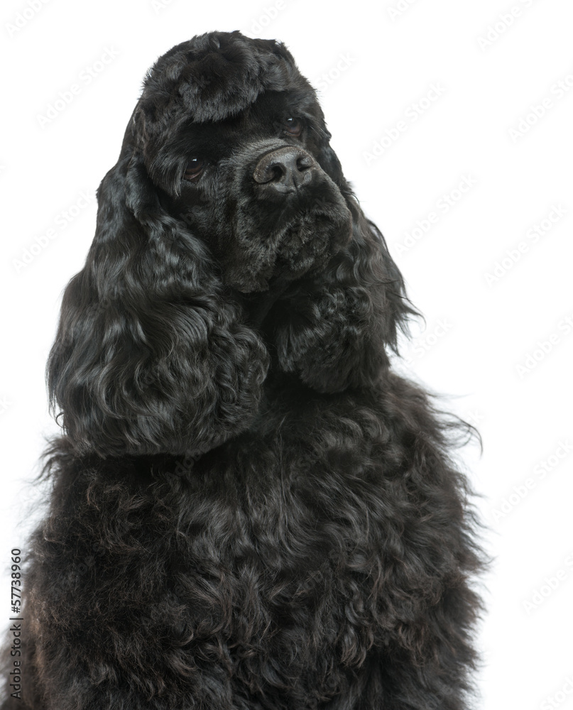 Close-up of an English Cocker Spaniel looking away, isolated Close-up of an English Cocker Spaniel looking away, isolated