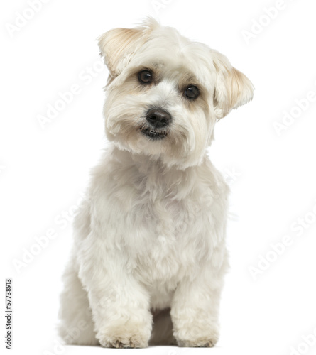 Front view of a Maltese sitting, looking at the camera, isolated