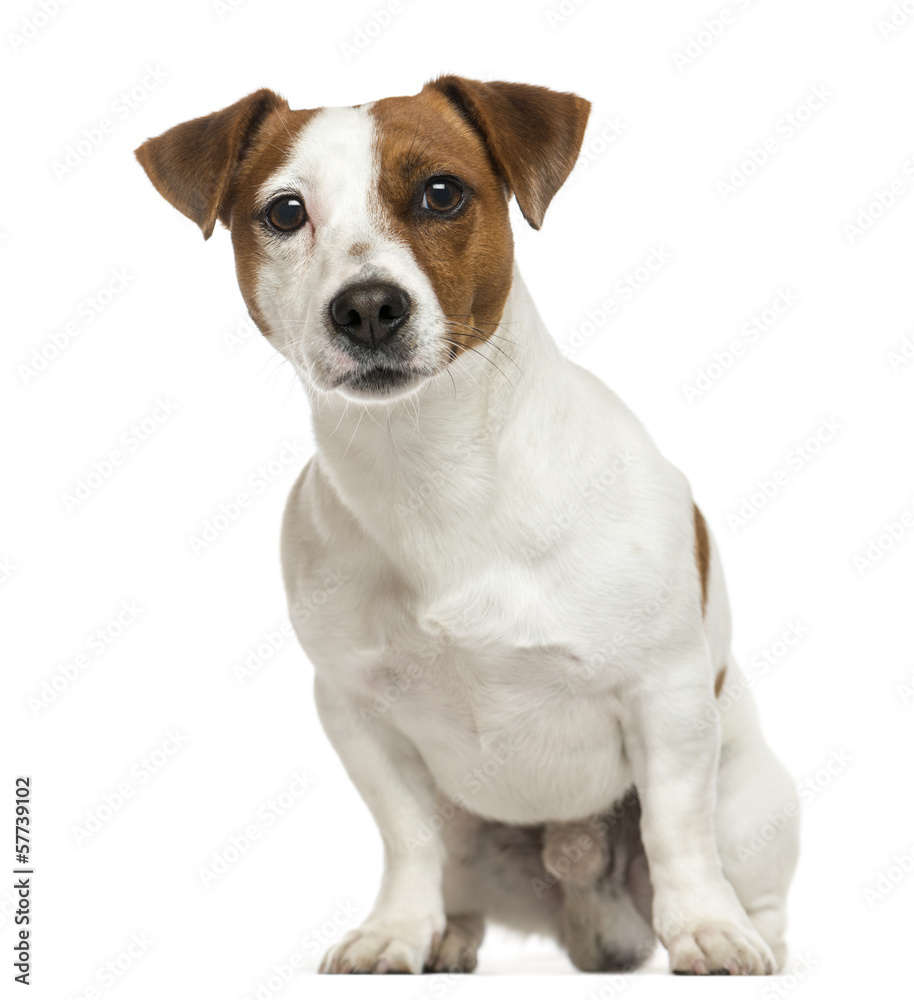 Front view of a Jack Russell Terrier, sitting, isolated on white