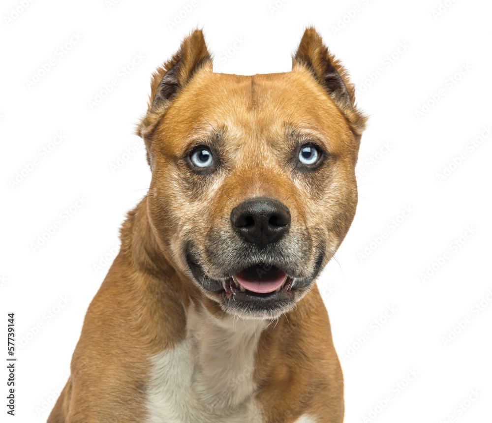 American Staffordshire Terrier, panting, isolated on white