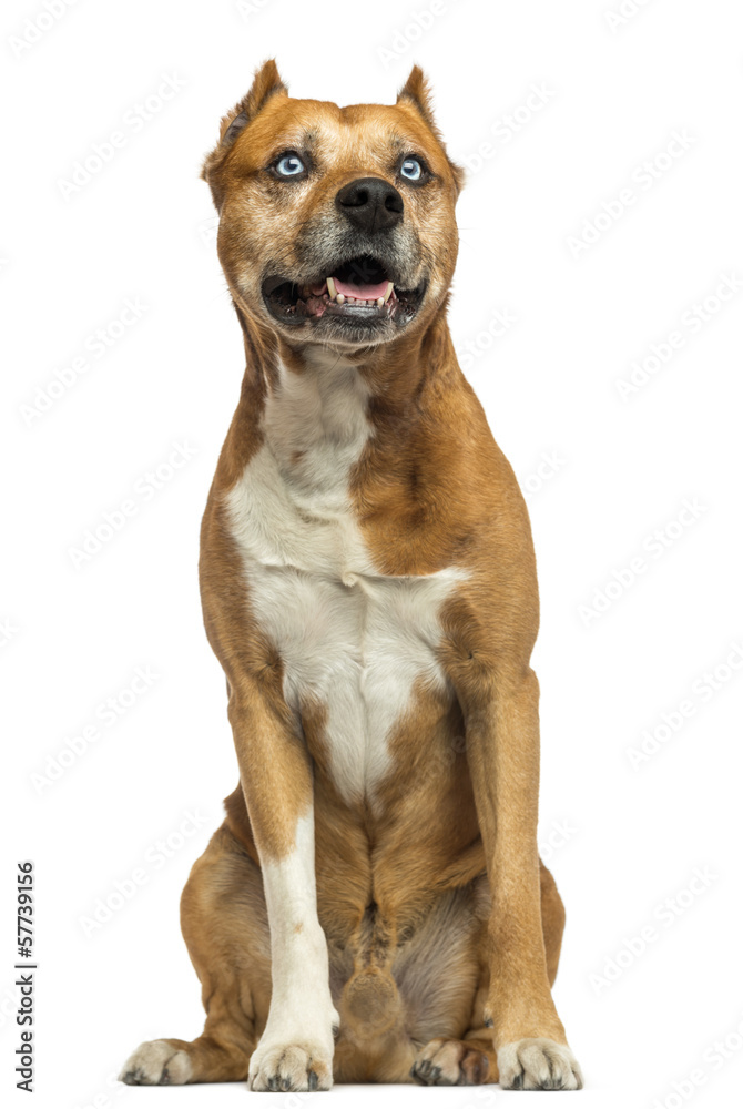 American Staffordshire Terrier sitting, panting, isolated
