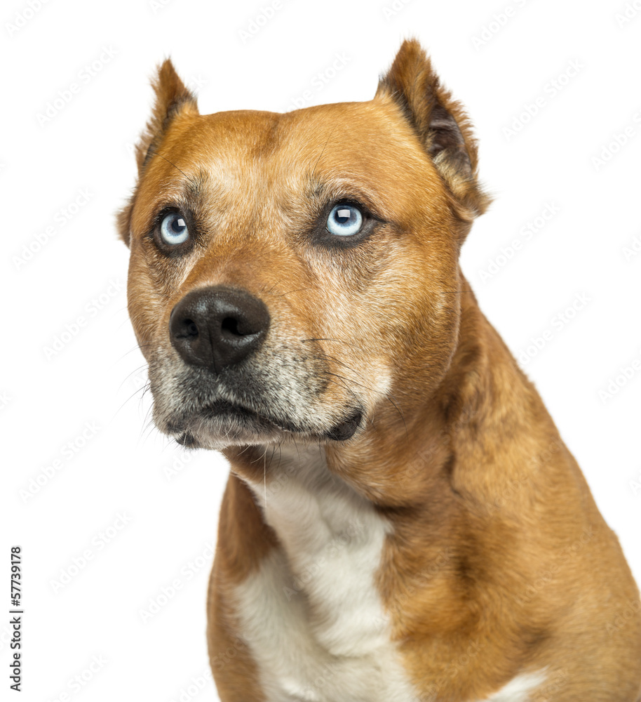 Close-up of an American Staffordshire Terrier, looking up Close-up of an American Staffordshire Terrier, looking up