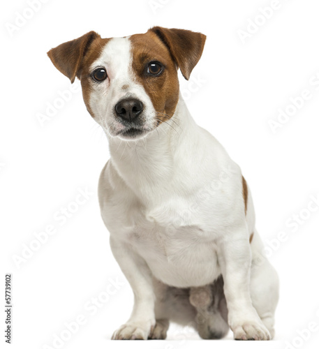 Front view of a Jack Russell Terrier  sitting  isolated on white