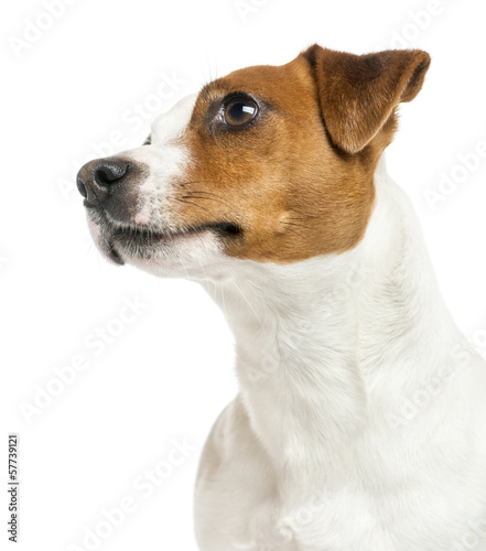 Close-up of a Jack Russell Terrier's profile, looking up © Eric Isselée