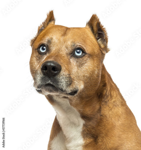 Close-up of an American Staffordshire Terrier  looking up