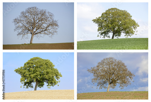 Les quatre saisons photo