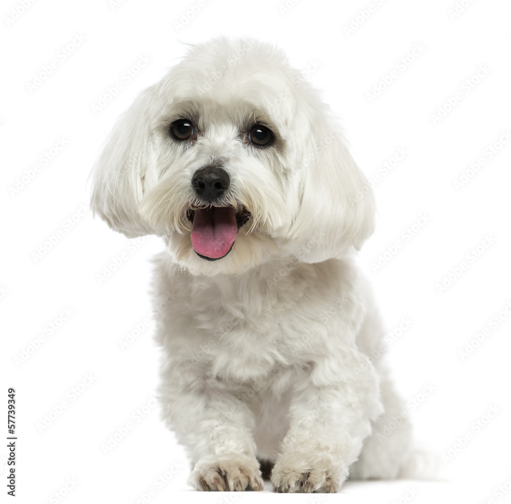 Front view of a Maltese panting, isolated on white
