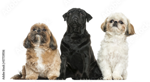Front view of three dogs sitting in a row, isolated on white