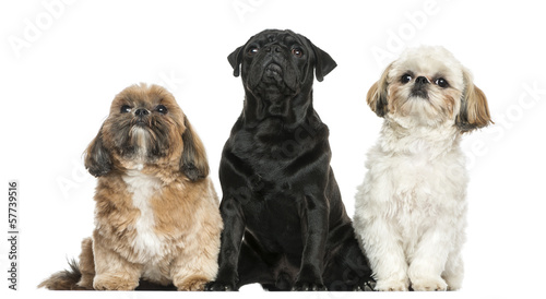 Canvas Print Front view of three dogs sitting in a row, isolated on white
