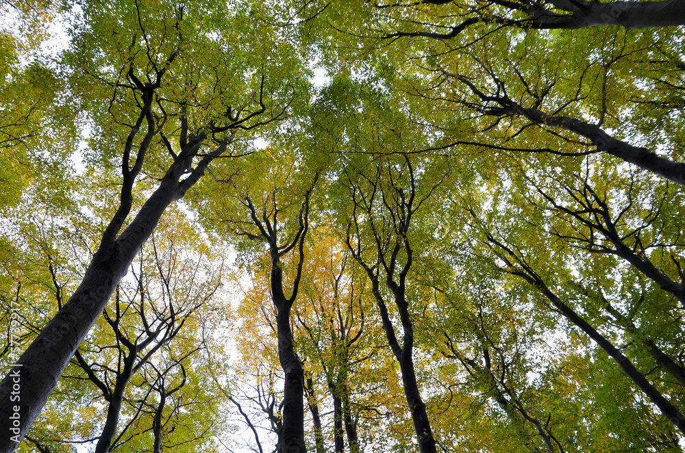 Obraz premium Buchenwald im Herbst