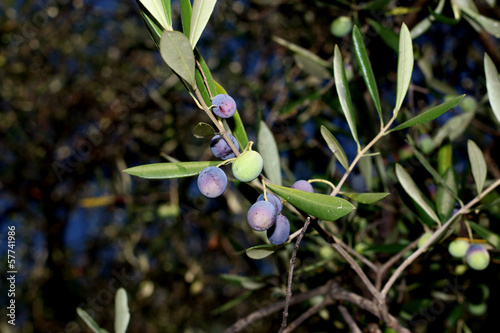 L'oliva Taggiasca